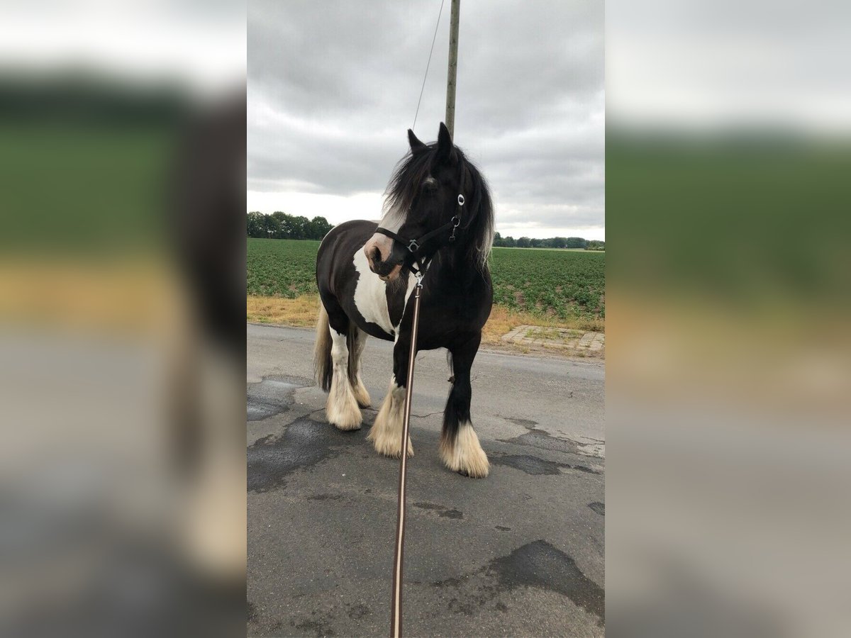 Gypsy Horse Gelding 18 years 16 hh Pinto in Wietmarschen Gypsy Horse Gelding 18 years 16 hh Pinto in Wietmarschen