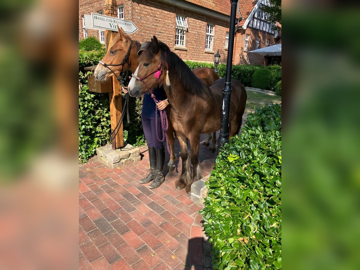 Gypsy Horse Gelding 1 year 14,1 hh Brown in Eggermühlen