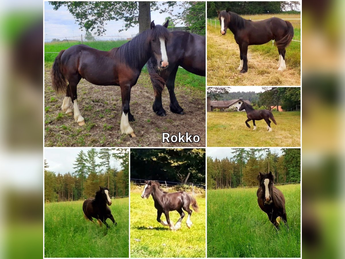 Gypsy Horse Gelding 1 year 14,2 hh Black in Oberzent