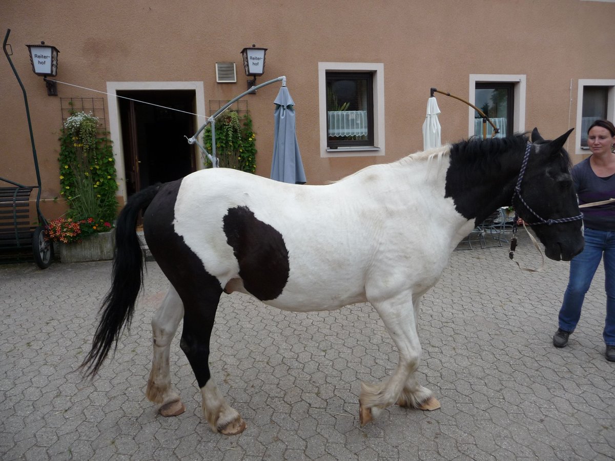 Gypsy Horse Mix Gelding 26 years 14,1 hh Pinto in Wolframs-Eschenbach Gypsy Horse Mix Gelding 26 years 14,1 hh Pinto in Wolframs-Eschenbach