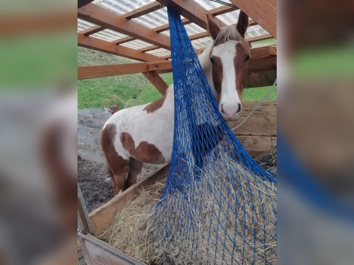 Gypsy Horse Mix Gelding 2 years 13,2 hh Pinto in Dalaas