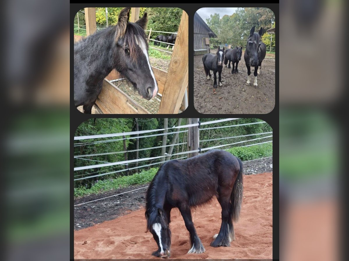 Gypsy Horse Gelding 2 years 13,1 hh Black in Sommeri