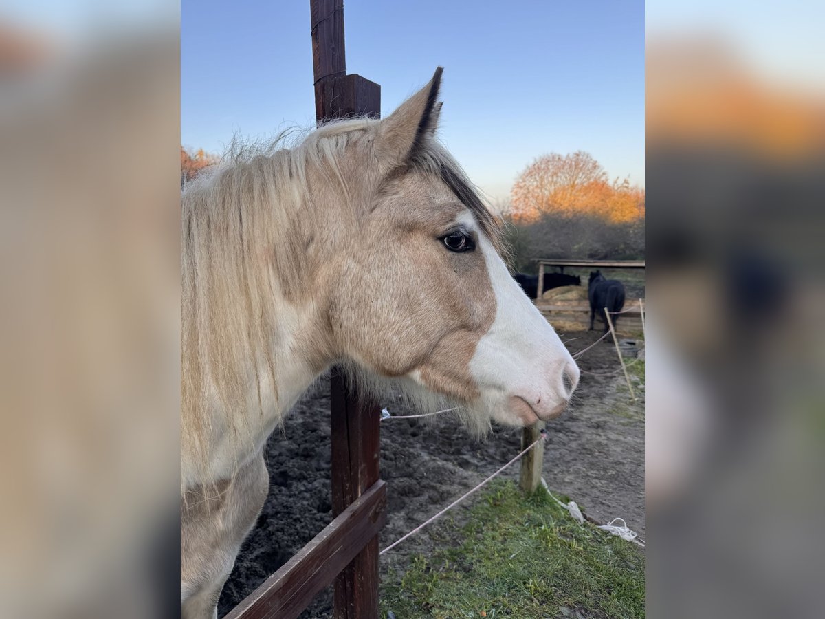 Gypsy Horse Gelding 2 years 14,2 hh Buckskin in Sopot