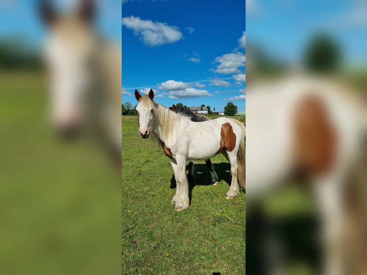 Gypsy Horse Gelding 2 years 14,2 hh Pinto in Sankt Margarethen