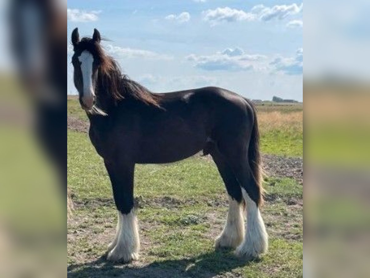 Gypsy Horse Mix Gelding 2 years 15,2 hh Chestnut in S&#xFC;derl&#xFC;gum