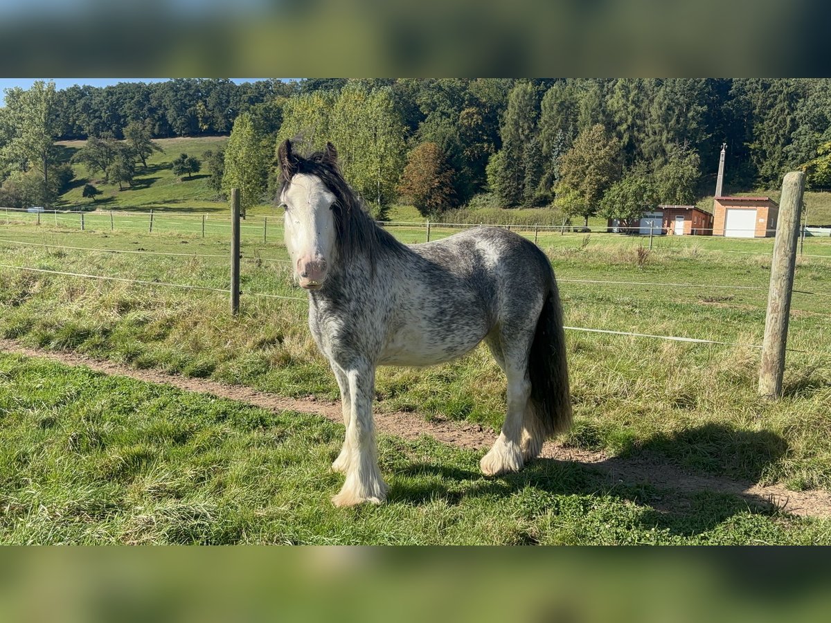 Gypsy Horse Gelding 3 years 12,2 hh Sabino in Schenklengsfeld