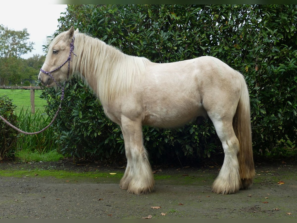 Gypsy Horse Gelding 3 years 13,1 hh Palomino in Lathen