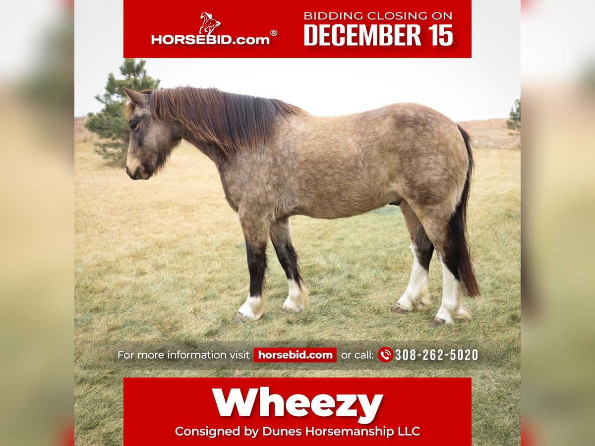 Gypsy Horse Mix Gelding 3 years 13,2 hh Buckskin in Thedford