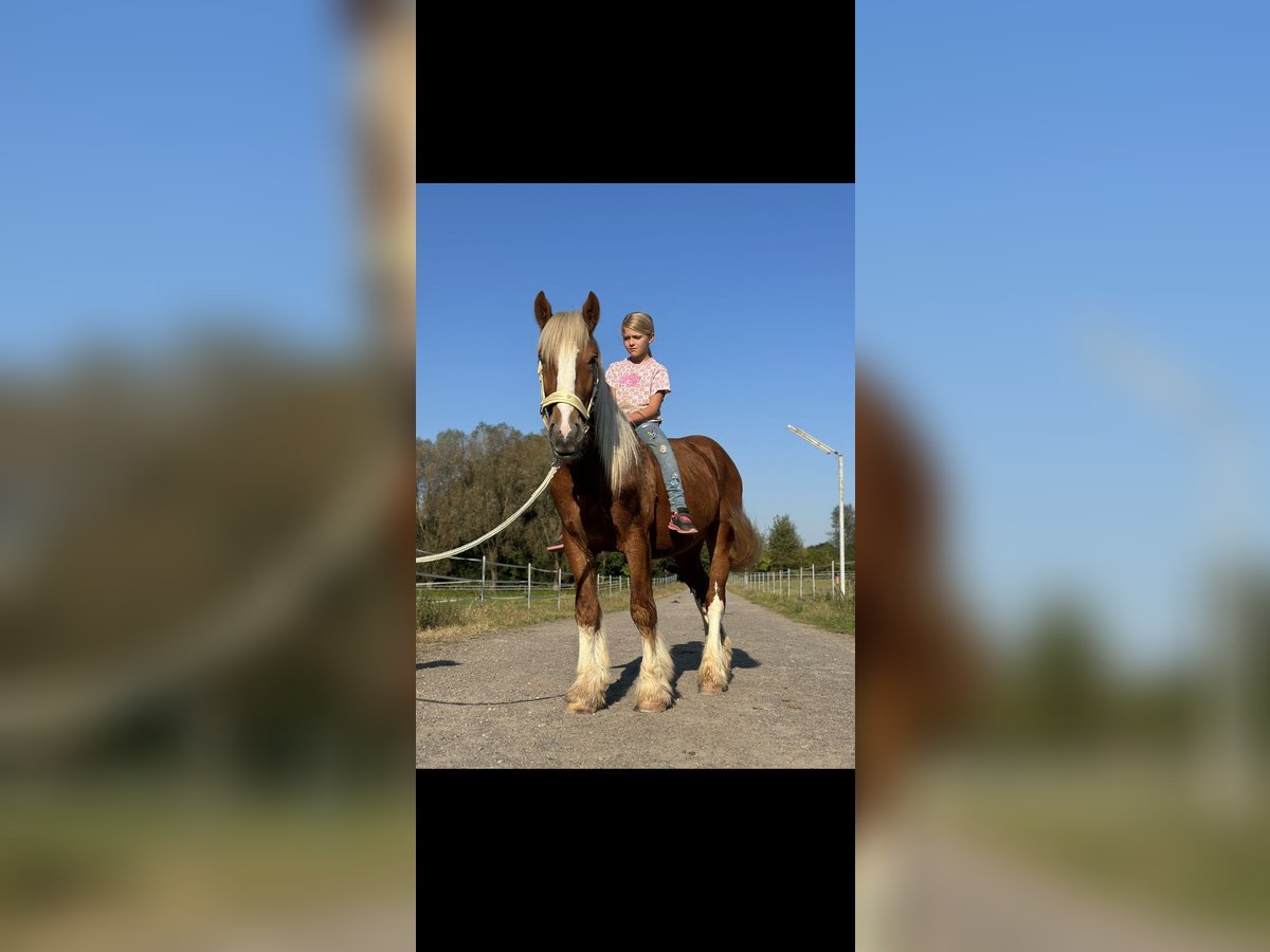 Gypsy Horse Mix Gelding 3 years 14 hh Chestnut-Red in Issum