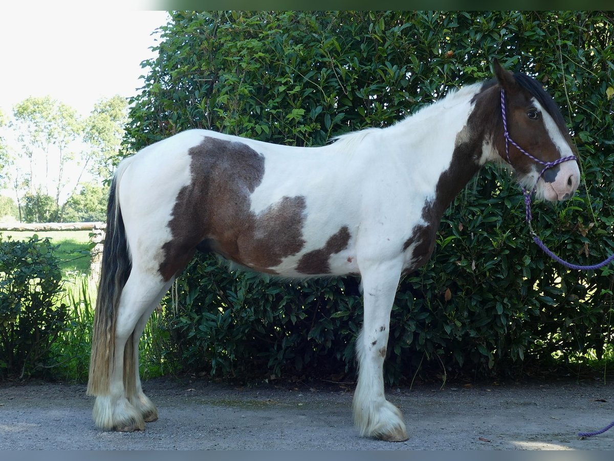 Gypsy Horse Gelding 3 years 14,2 hh Pinto in Lathen