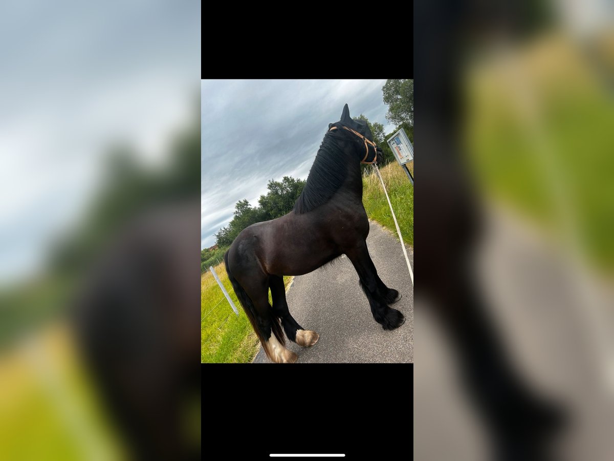 Gypsy Horse Mix Gelding 3 years 15,2 hh Black in Oberotterbach