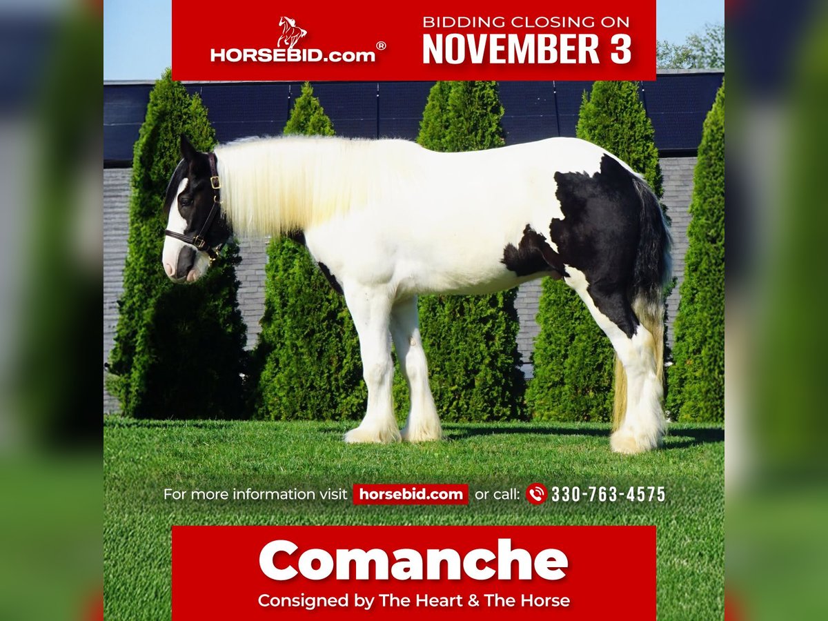 Gypsy Horse Gelding 3 years 15,2 hh in Uhrichsville, OH Gypsy Horse Gelding 3 years 15,2 hh in Uhrichsville, OH