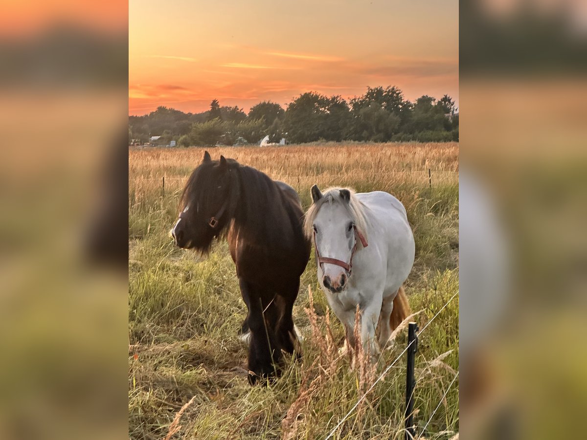 Gypsy Horse Mix Gelding 4 years 11,2 hh Grey in Leipzig