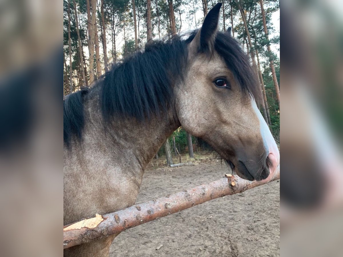 Gypsy Horse Mix Gelding 4 years 13,1 hh Red Dun in skoki