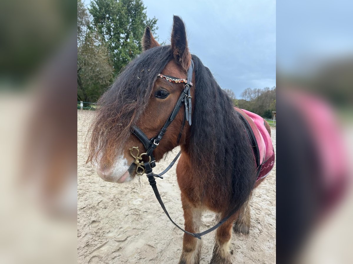 Gypsy Horse Gelding 4 years 13,2 hh Brown in Issum