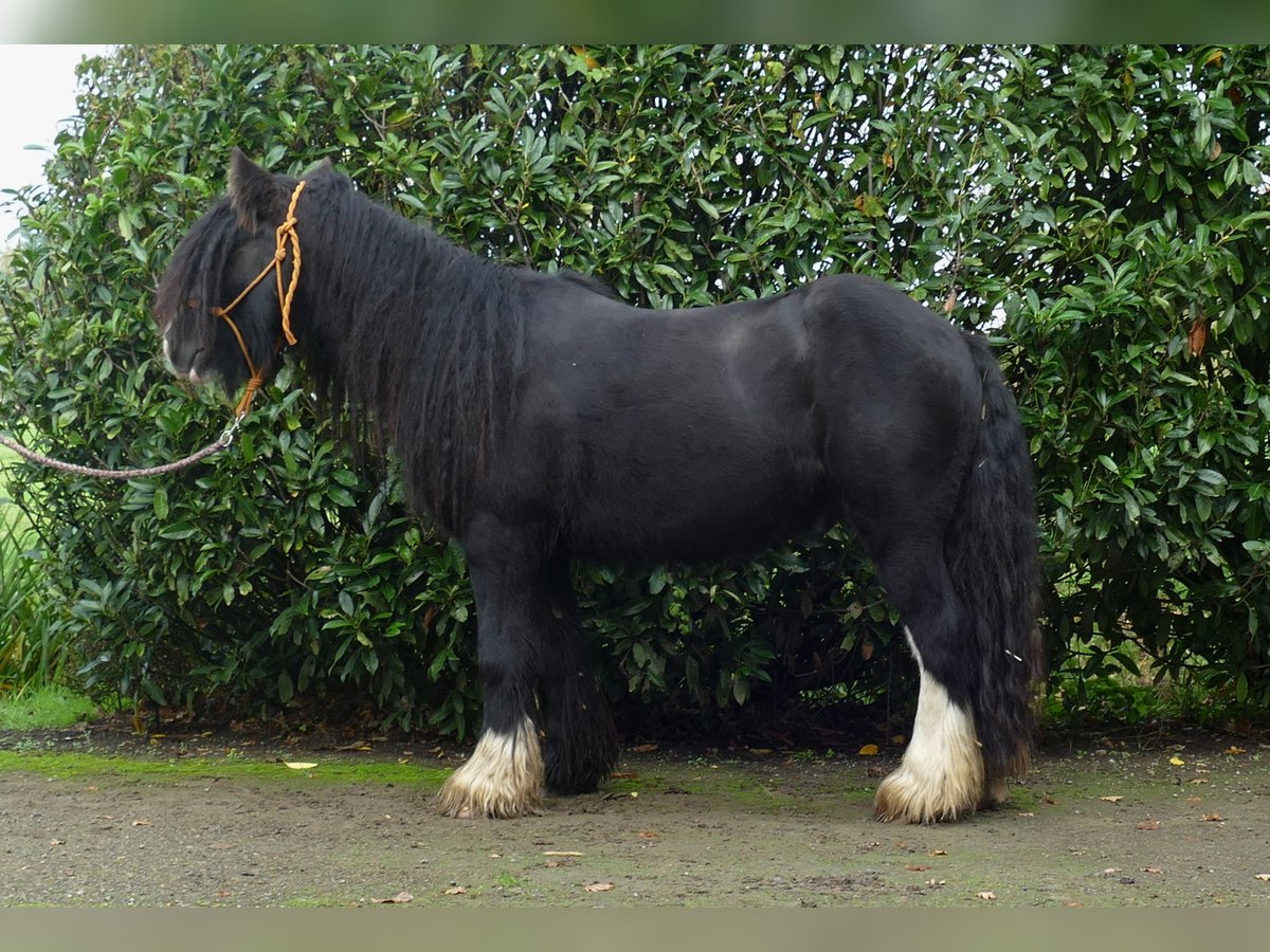 Gypsy Horse Gelding 4 years 13 hh Black in Lathen
