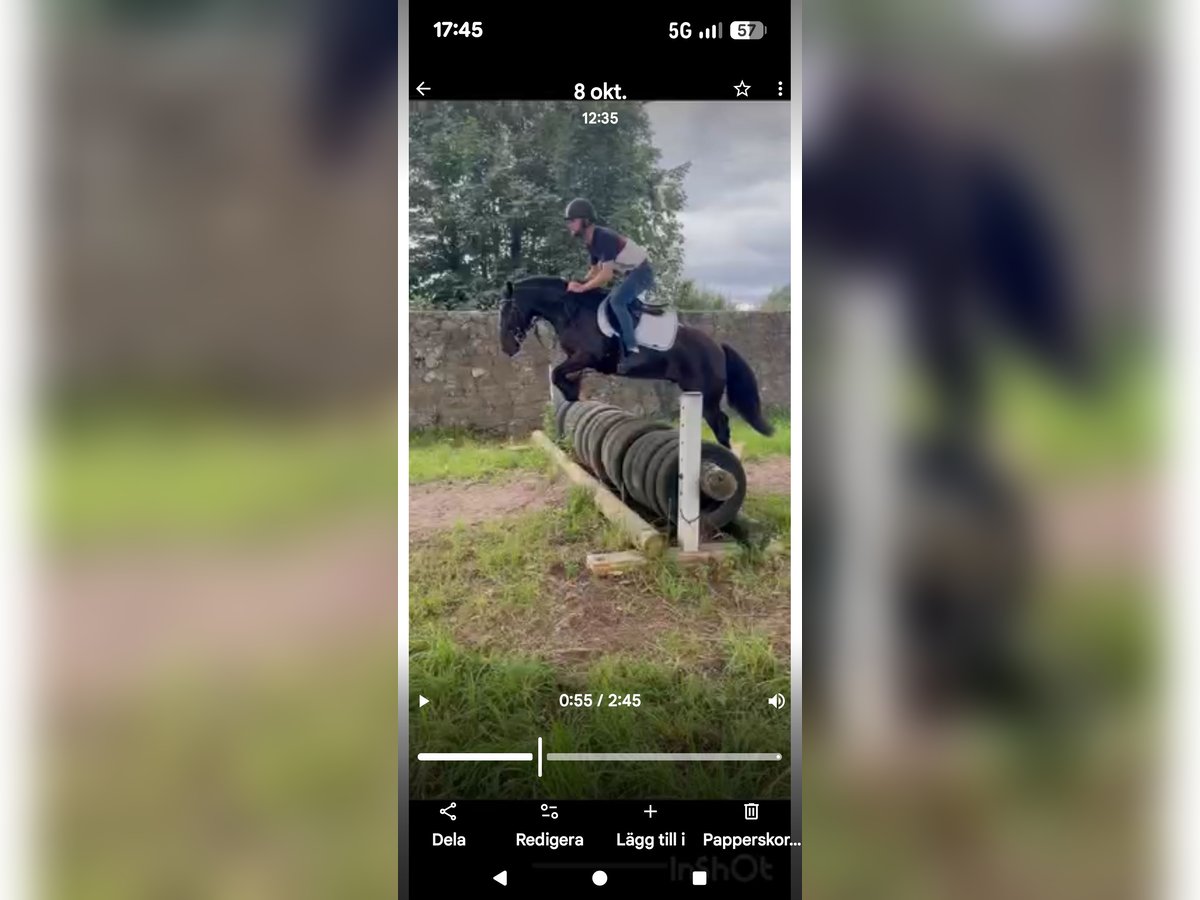 Gypsy Horse Gelding 4 years 13 hh Black in Ulricehamn