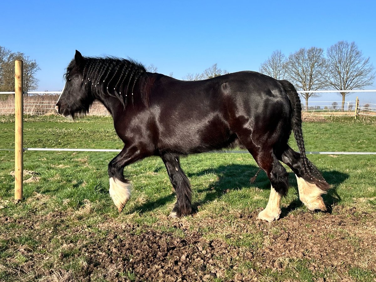 Gypsy Horse Gelding 4 years 13,1 hh Black in Lippstadt Gypsy Horse Gelding 4 years 13,1 hh Black in Lippstadt