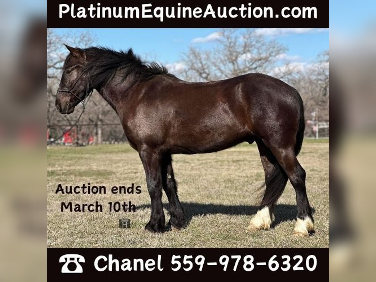 Gypsy Horse Gelding 4 years 14,1 hh Black in Jacksboro TX