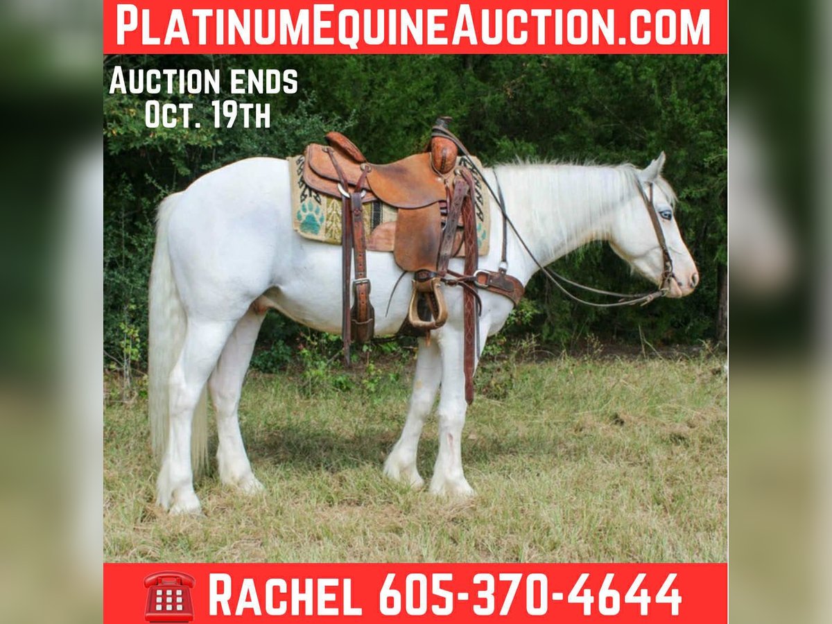Gypsy Horse Gelding 4 years 14 hh Grey-Fleabitten in Rusk, TX