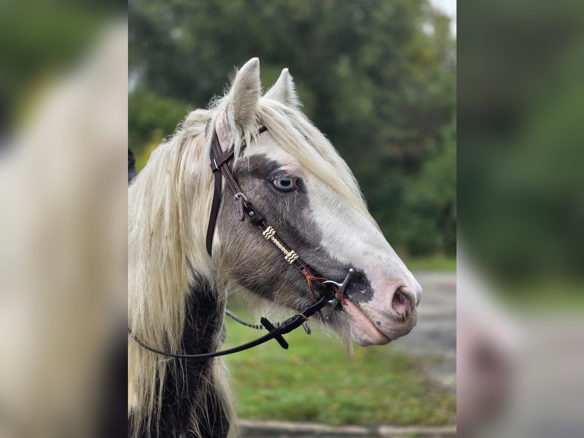 Gypsy Horse Gelding 4 years 14 hh Pinto in Linkenbach
