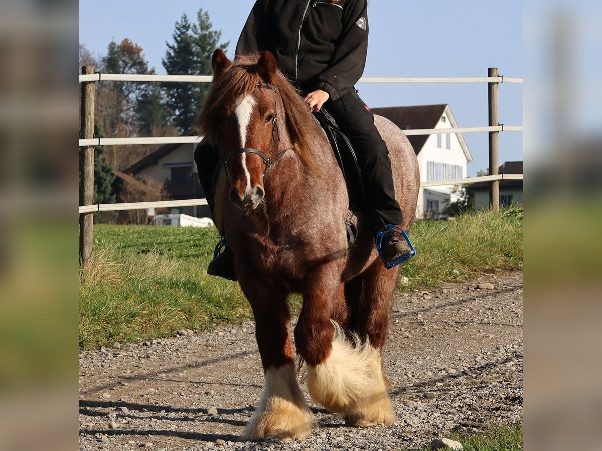 Gypsy Horse Gelding 4 years 14 hh Roan-Red in Besenb&#xFC;ren