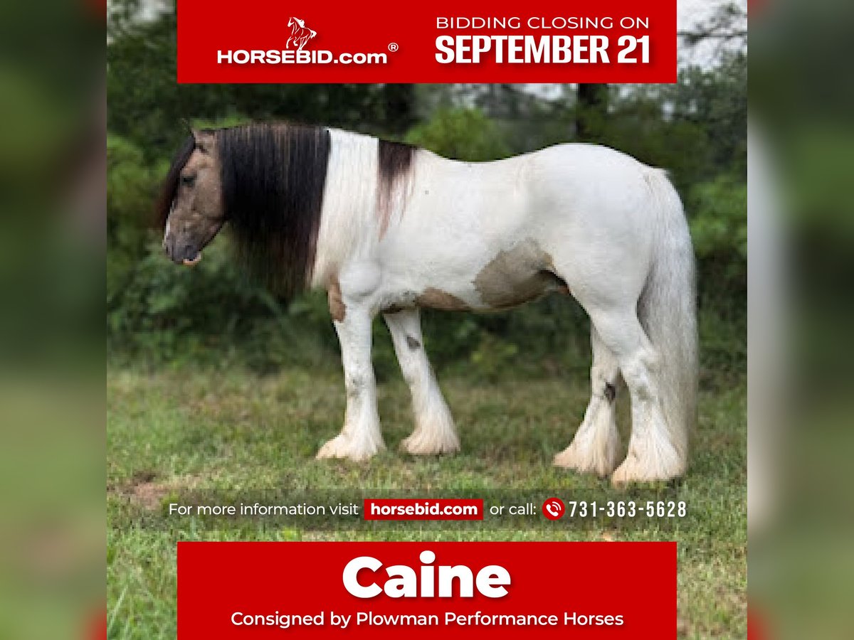 Gypsy Horse Gelding 4 years 14 hh Tobiano-all-colors in Leslie