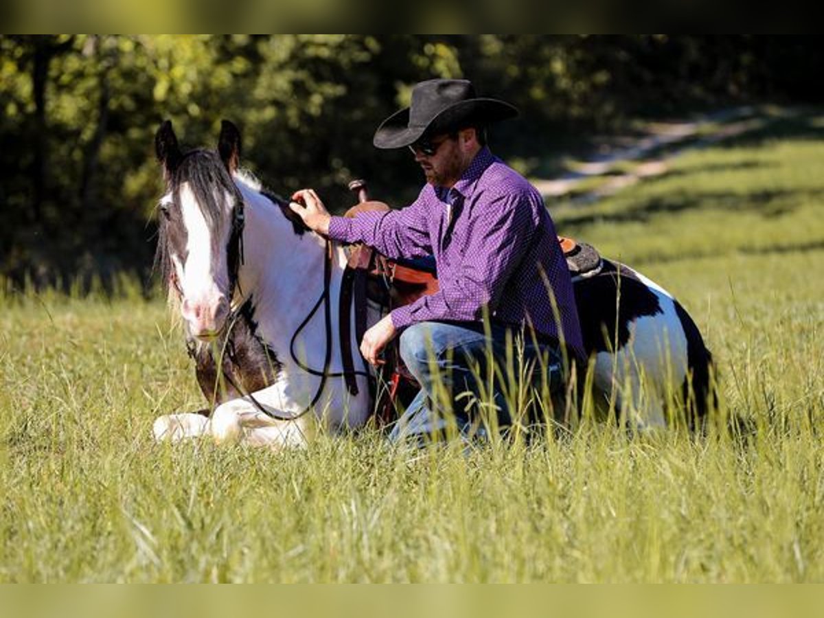 Gypsy Horse Gelding 4 years 14 hh Tobiano-all-colors in New York