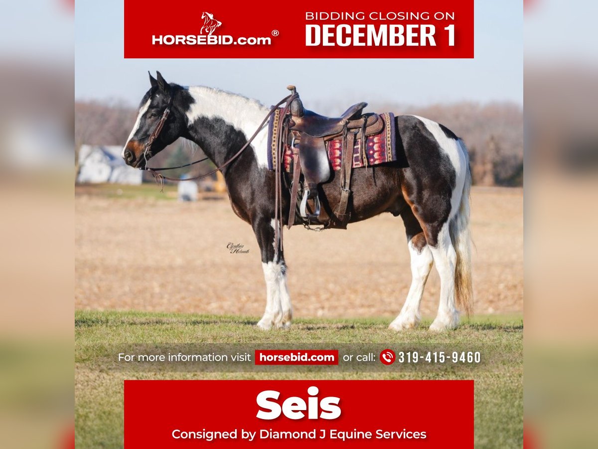 Gypsy Horse Mix Gelding 4 years 14,2 hh Pinto in Fairbank