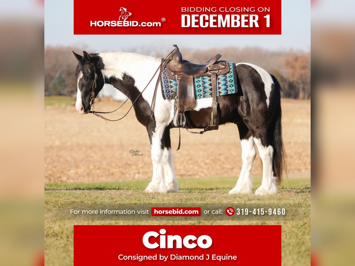 Gypsy Horse Mix Gelding 4 years 14,3 hh Pinto in Fairbank