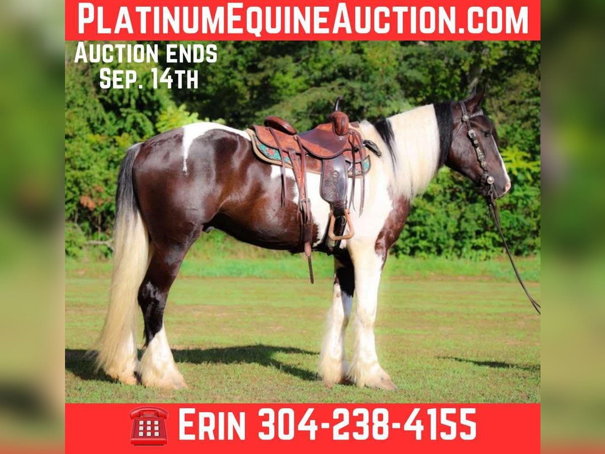 Gypsy Horse Gelding 4 years 16 hh Tobiano-all-colors in Flemingsburg KY