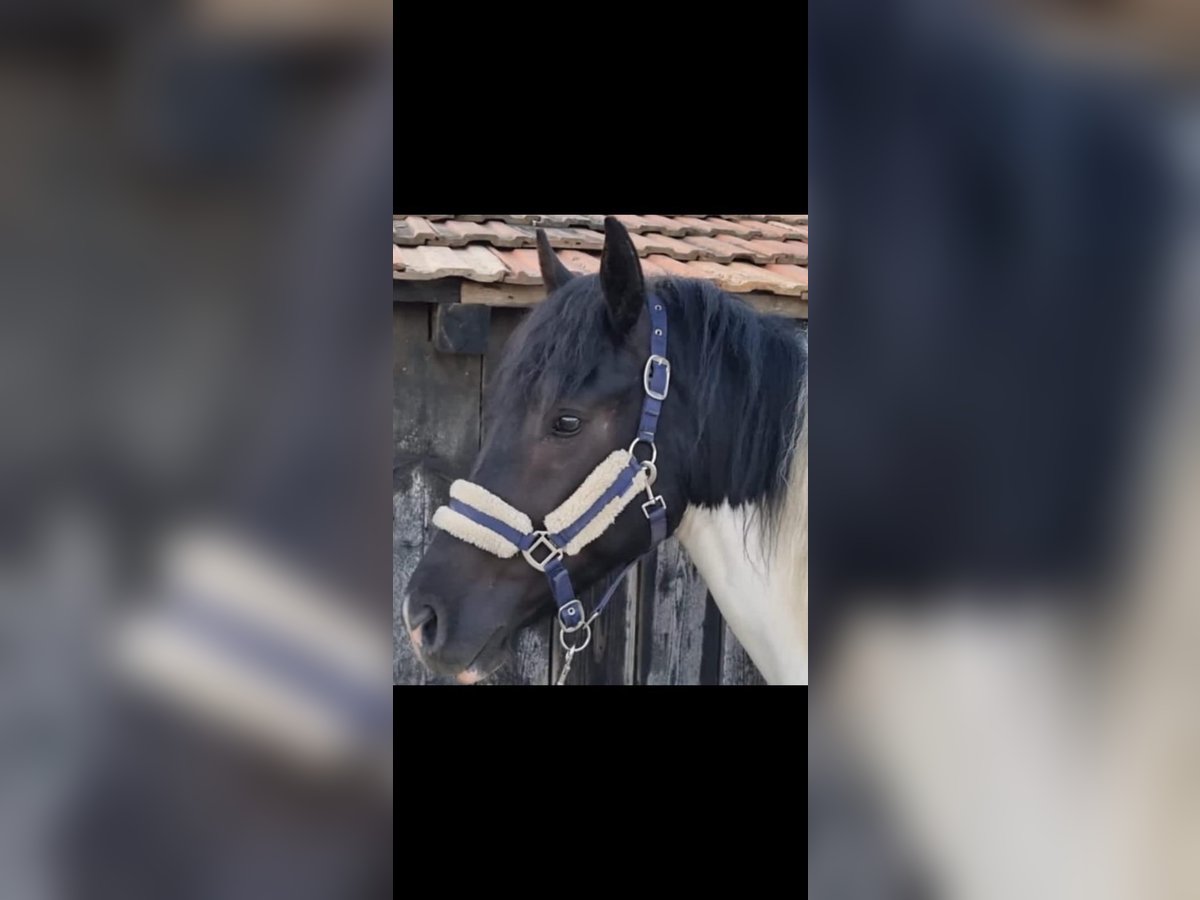 Gypsy Horse Mix Gelding 4 years Pinto in Kirchdorf an der Krems