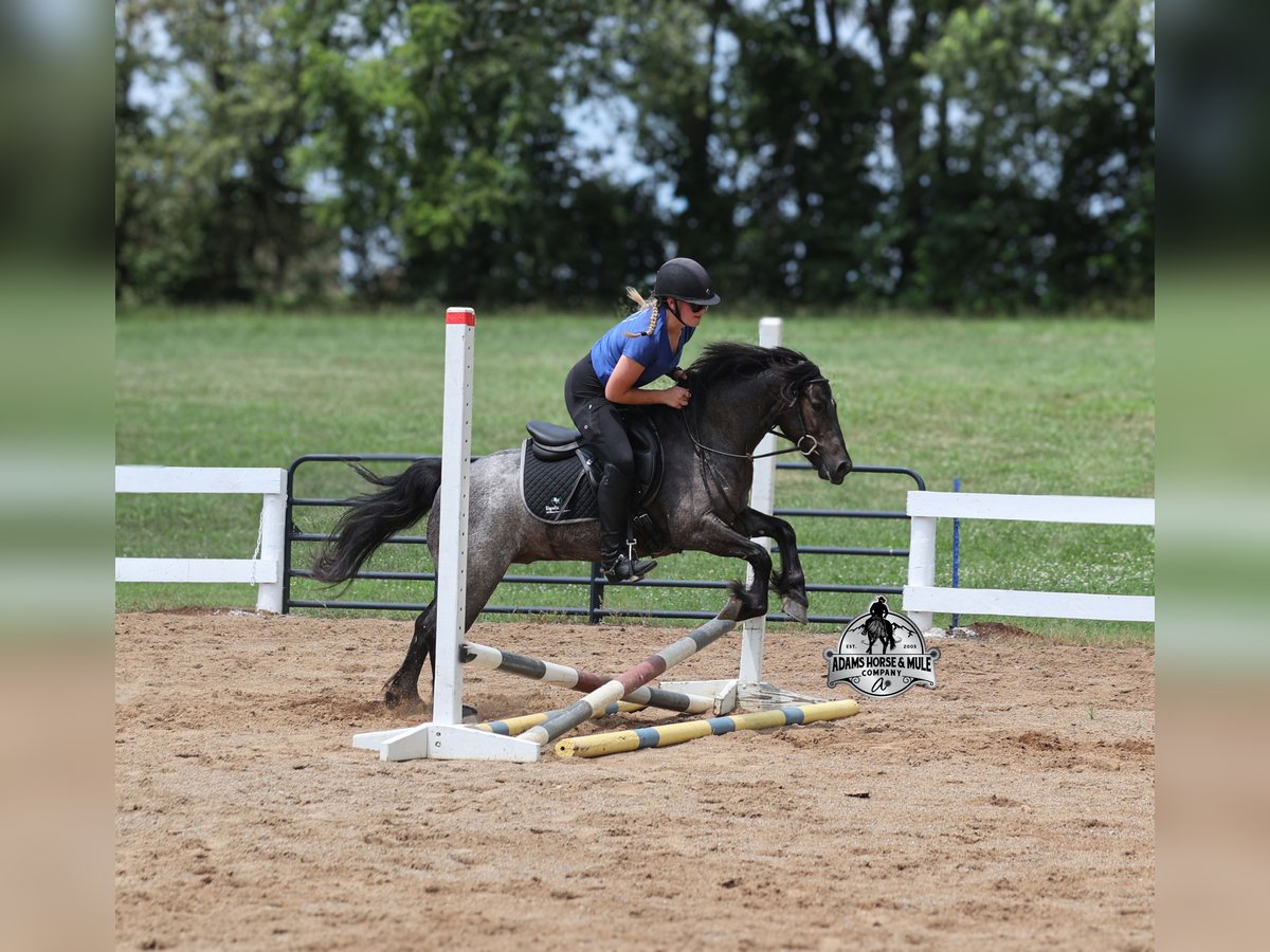Gypsy Horse Gelding 4 years Roan-Blue in Gladstone, NJ