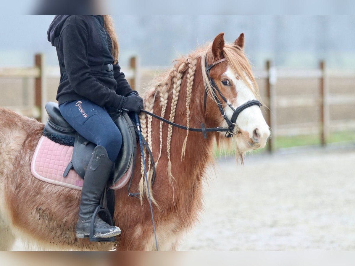 Gypsy Horse Gelding 5 years 11,3 hh Roan-Red in Bogaarden