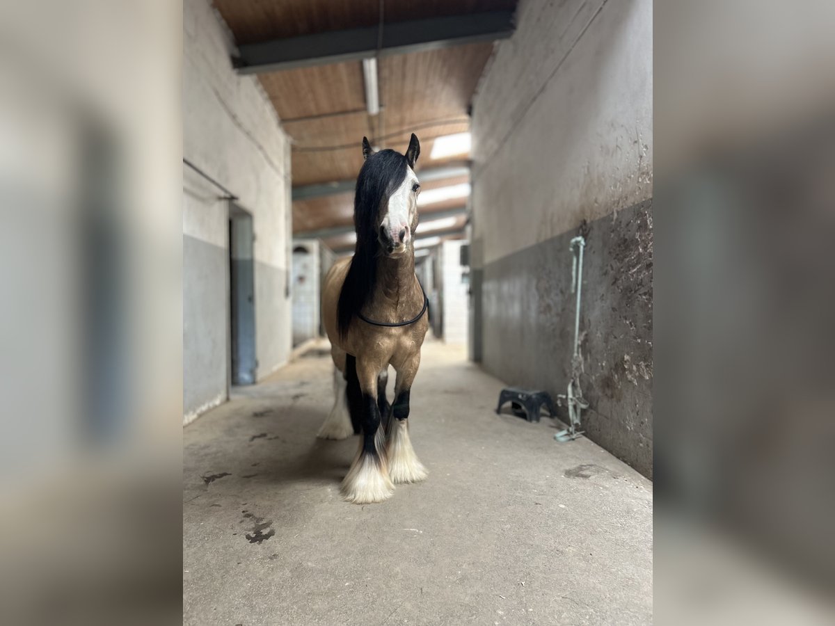 Gypsy Horse Gelding 5 years 12,3 hh Buckskin in Weiterstadt