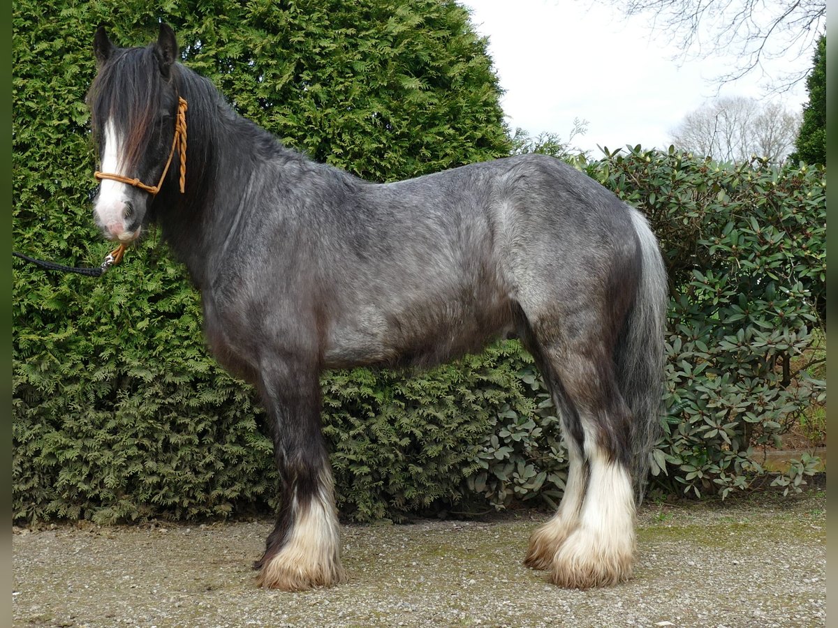 Gypsy Horse Gelding 5 years 13,1 hh Black in Lathen