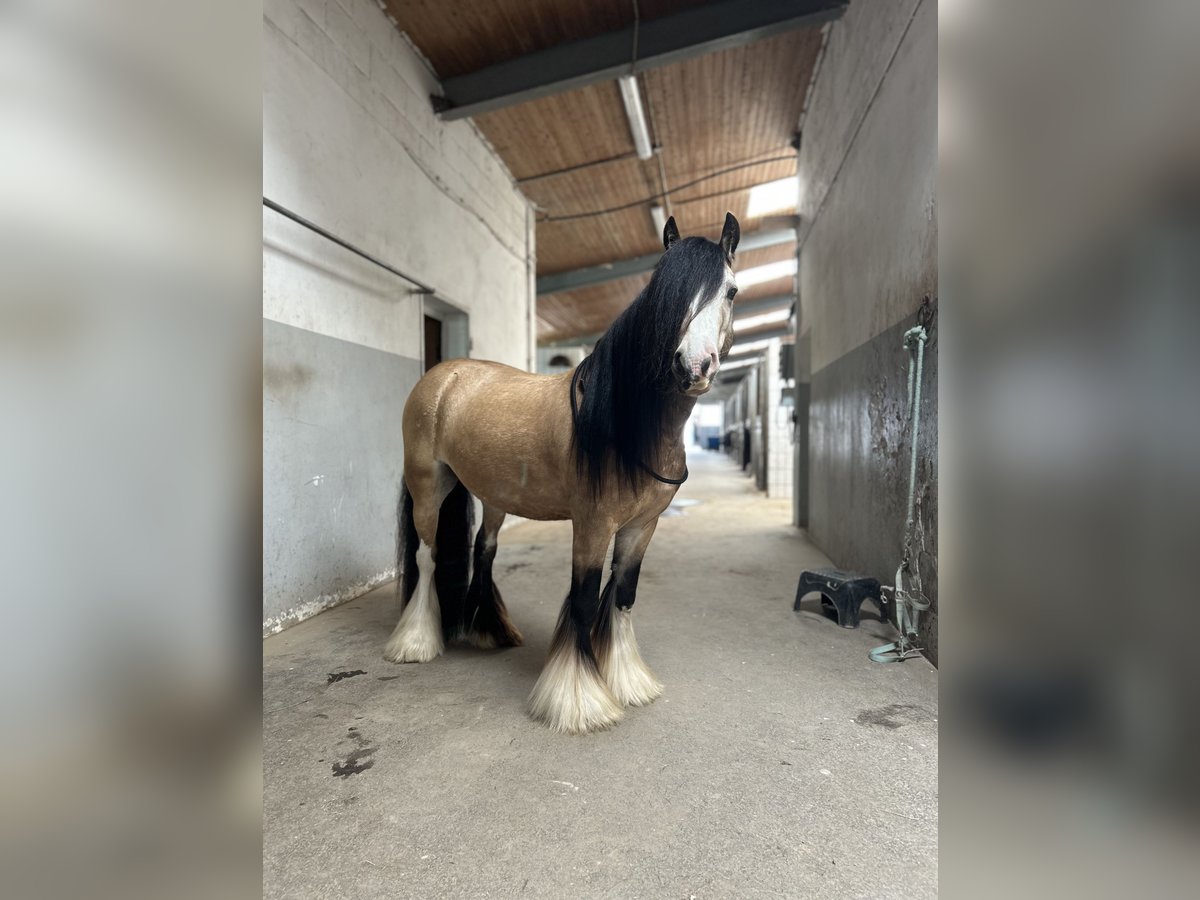 Gypsy Horse Gelding 5 years 13,1 hh Buckskin in Weiterstadt, Germany