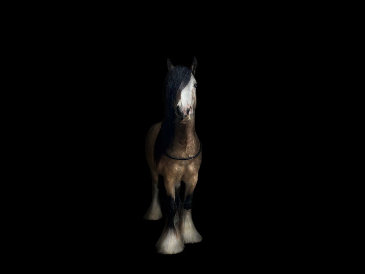 Gypsy Horse Gelding 5 years 13,2 hh Buckskin in Weiterstadt