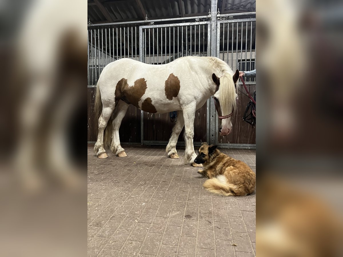 Gypsy Horse Gelding 5 years 14,1 hh Pinto in Rolofshagen