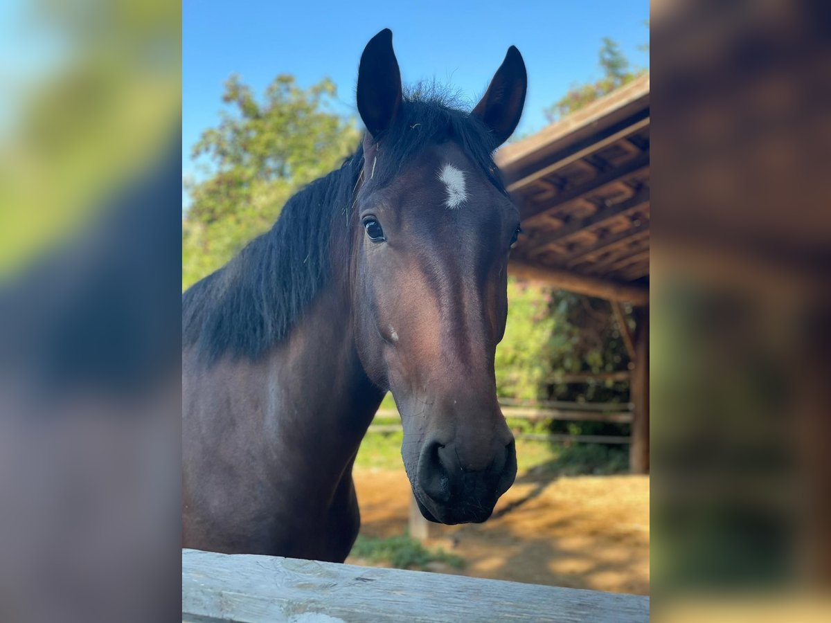 Gypsy Horse Mix Gelding 5 years 14,2 hh Brown in Winkl