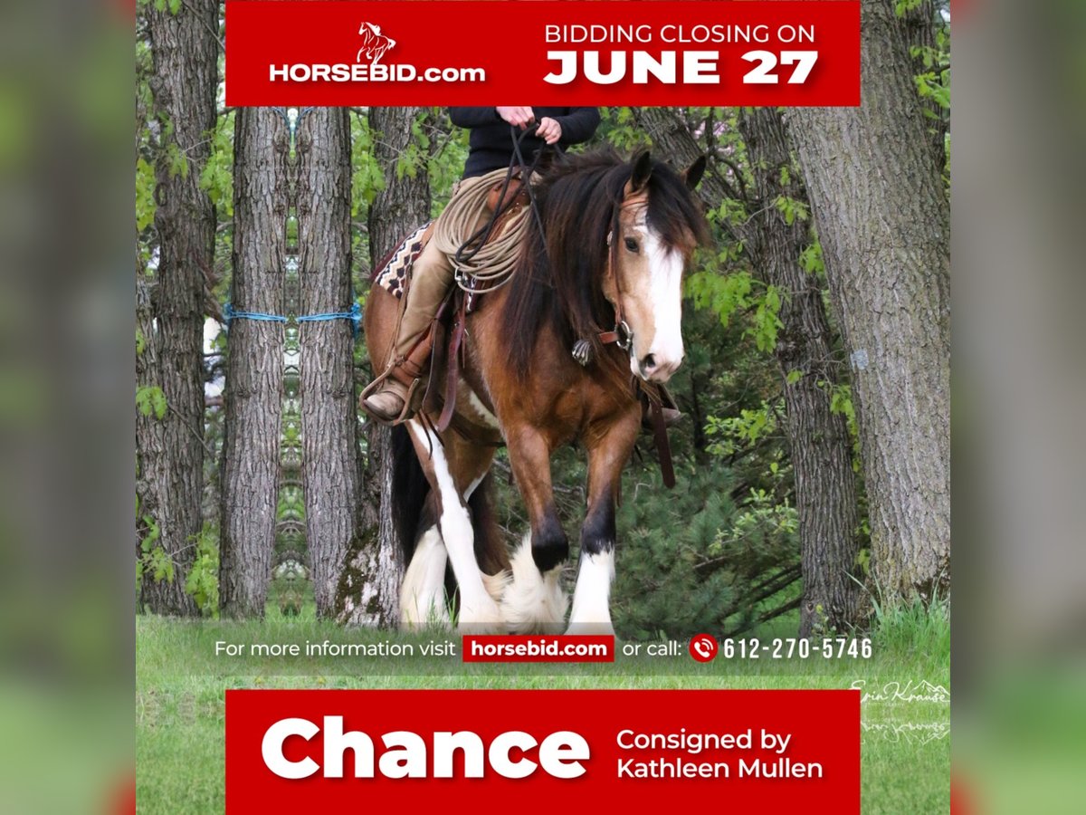 Gypsy Horse Gelding 5 years 14,3 hh Buckskin in Brownsville, MN