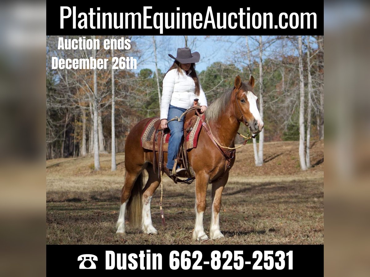 Gypsy Horse Gelding 5 years 14,3 hh Chestnut in Amory, MS