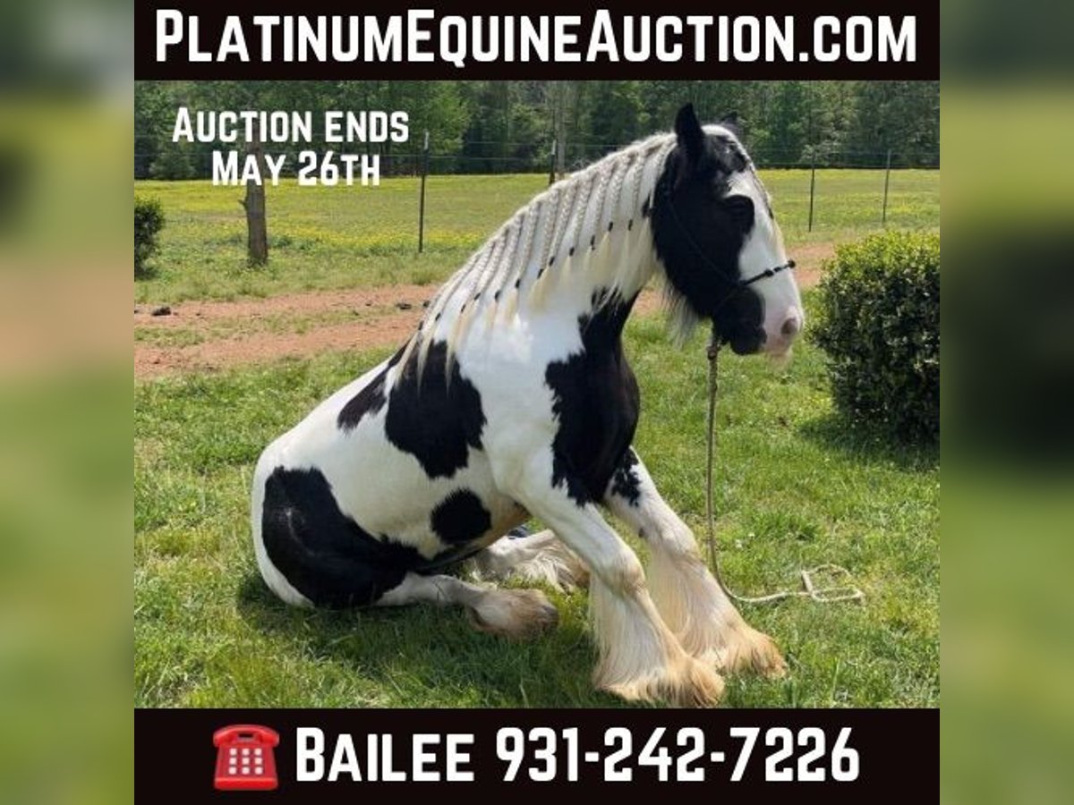 Gypsy Horse Gelding 5 years 14 hh Tobiano-all-colors in Santa Fe TN