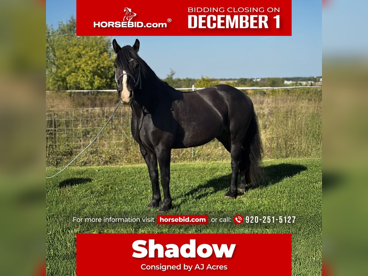 Gypsy Horse Mix Gelding 5 years 14,1 hh Bay in Pickett