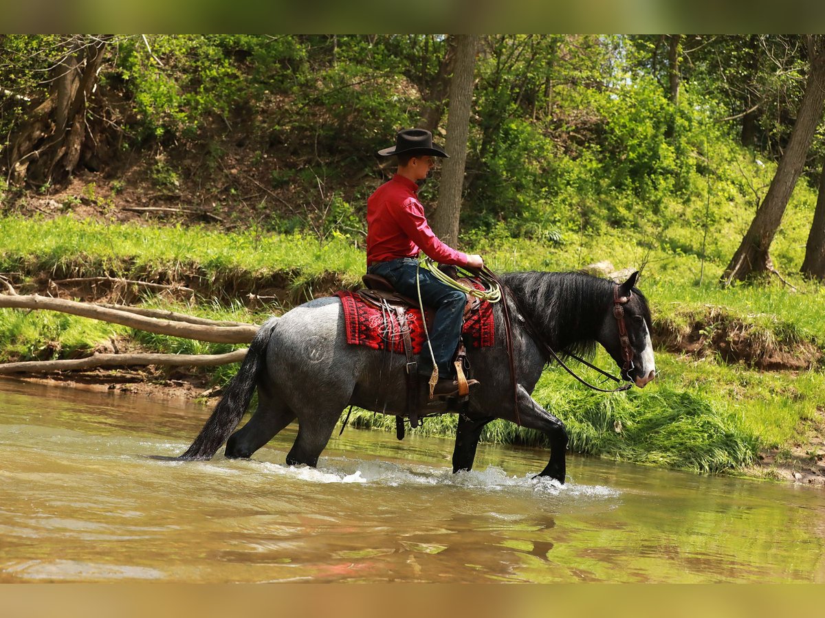 Gypsy Horse Mix Gelding 5 years 14,1 hh Roan-Blue in Millersburg