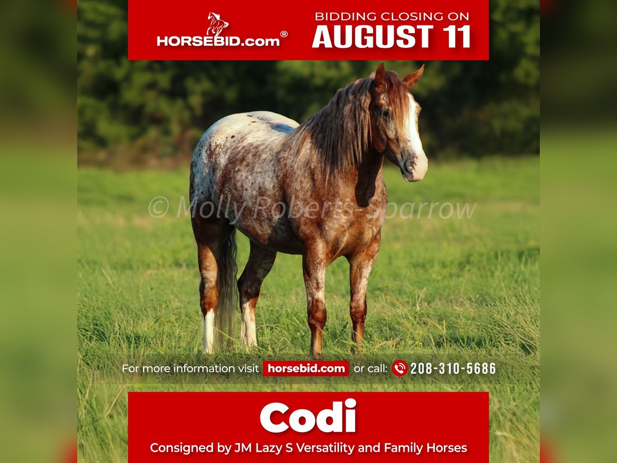Gypsy Horse Mix Gelding 5 years 14,1 hh in Baxter Springs, KS