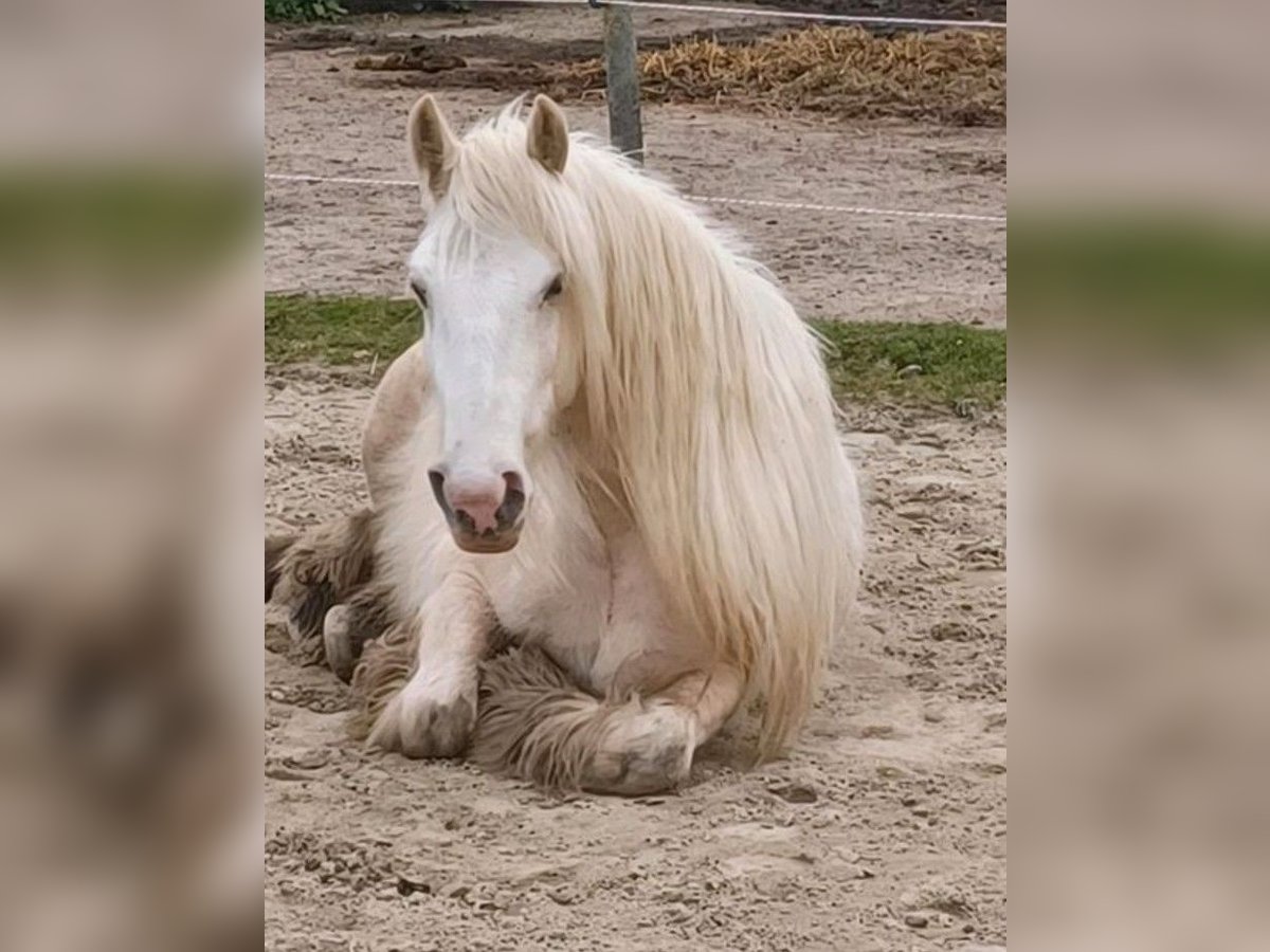 Gypsy Horse Gelding 5 years 14,2 hh Palomino in Kappeln