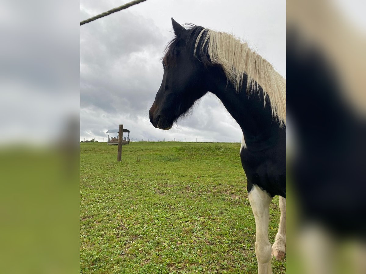 Gypsy Horse Mix Gelding 5 years 14,2 hh Pinto in Paunzhausen Gypsy Horse Mix Gelding 5 years 14,2 hh Pinto in Paunzhausen