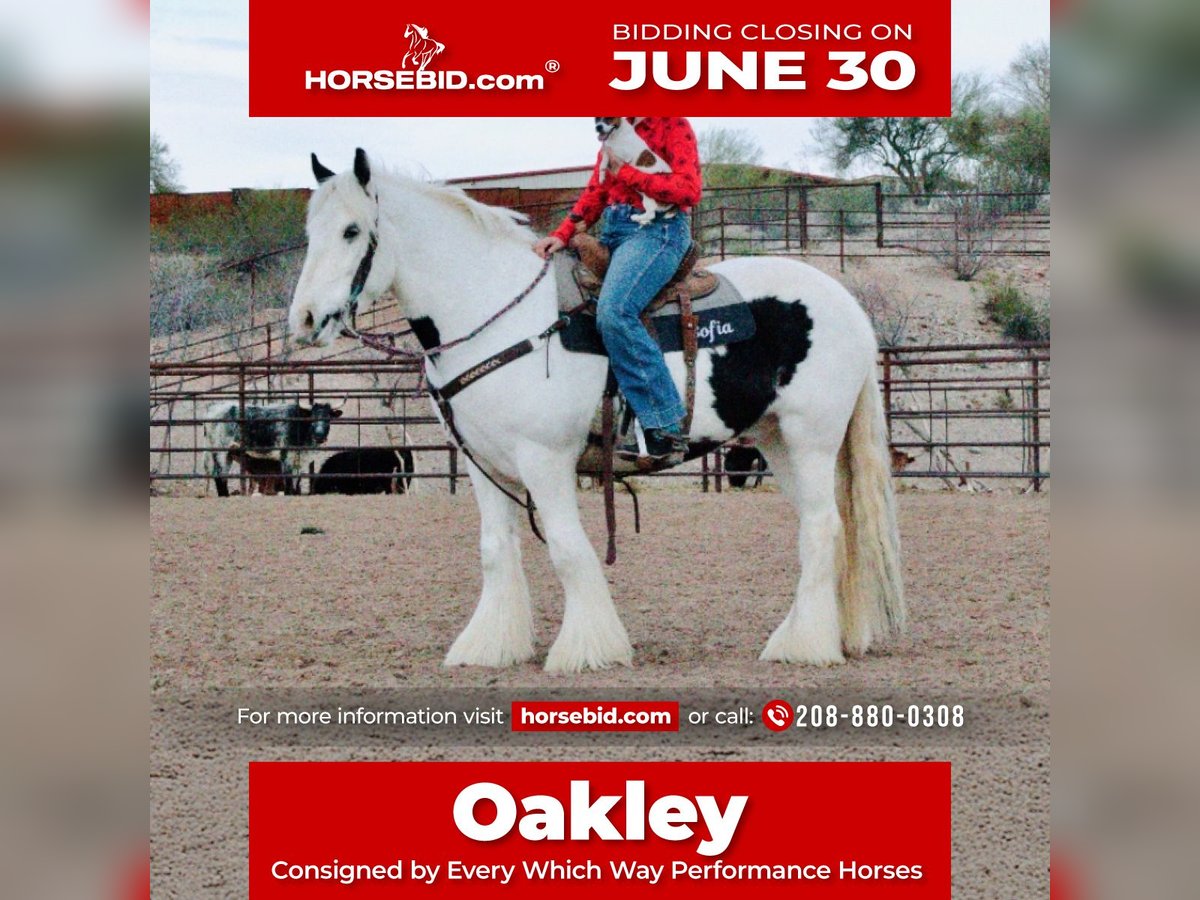 Gypsy Horse Gelding 5 years 14,3 hh in Wendell, ID