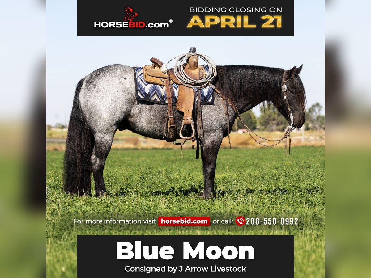 Gypsy Horse Gelding 5 years 15,2 hh Roan-Blue in Caldwell, ID
